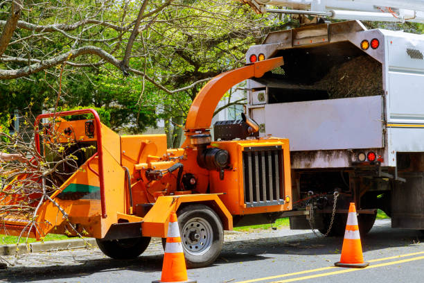 Emergency Storm Tree Removal in Darien, IL